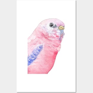 Bourke's parrot pink bird watercolor portrait Posters and Art